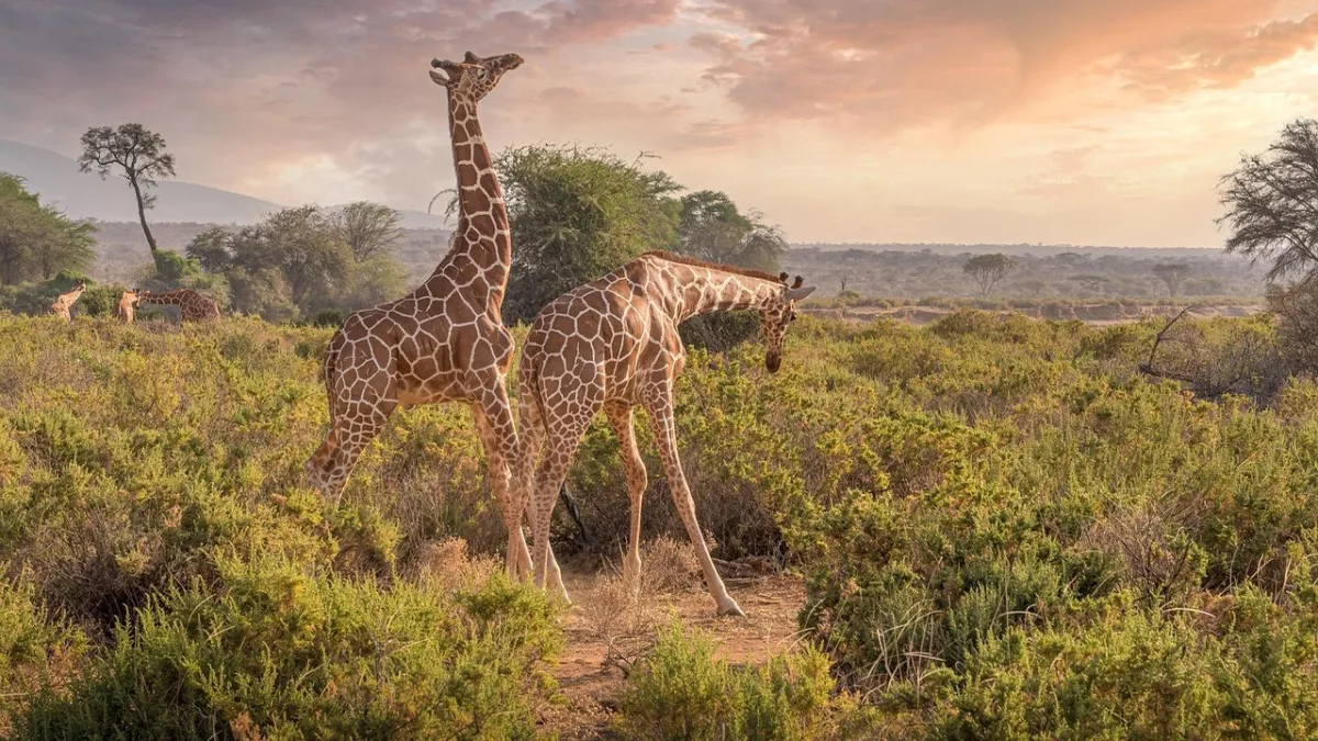 Safari à Samburu : guide pratique pour organiser votre séjour