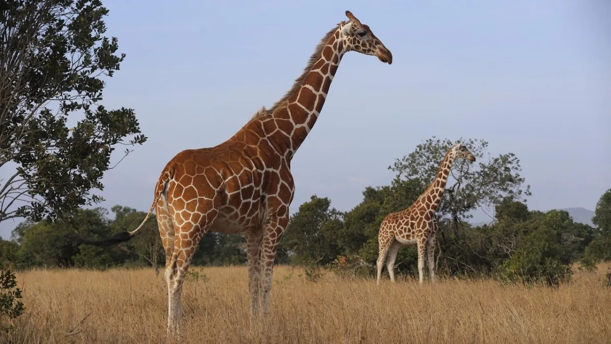 Les Samburu Special Five : cinq espèces uniques du nord Kenya