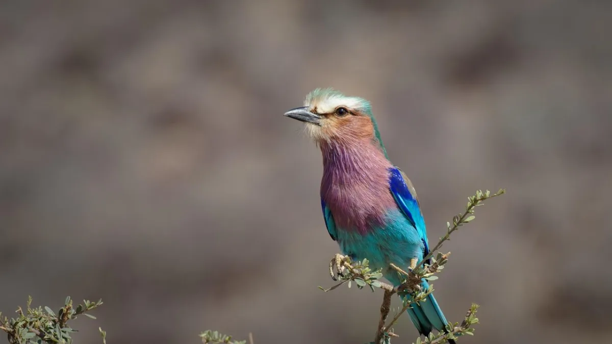 Lodges à Samburu : les meilleurs hébergements pour votre safari