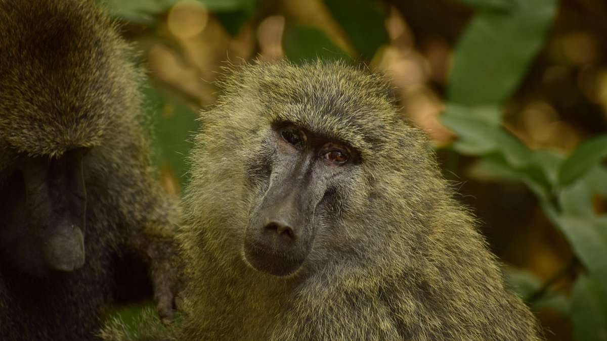 Lac Manyara en Tanzanie