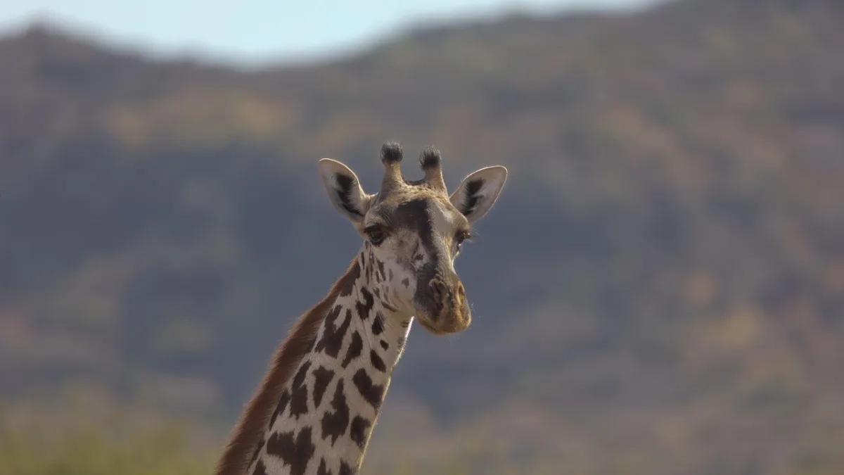 Canoë et vélo au lac Manyara : les activités alternatives au safari 4x4