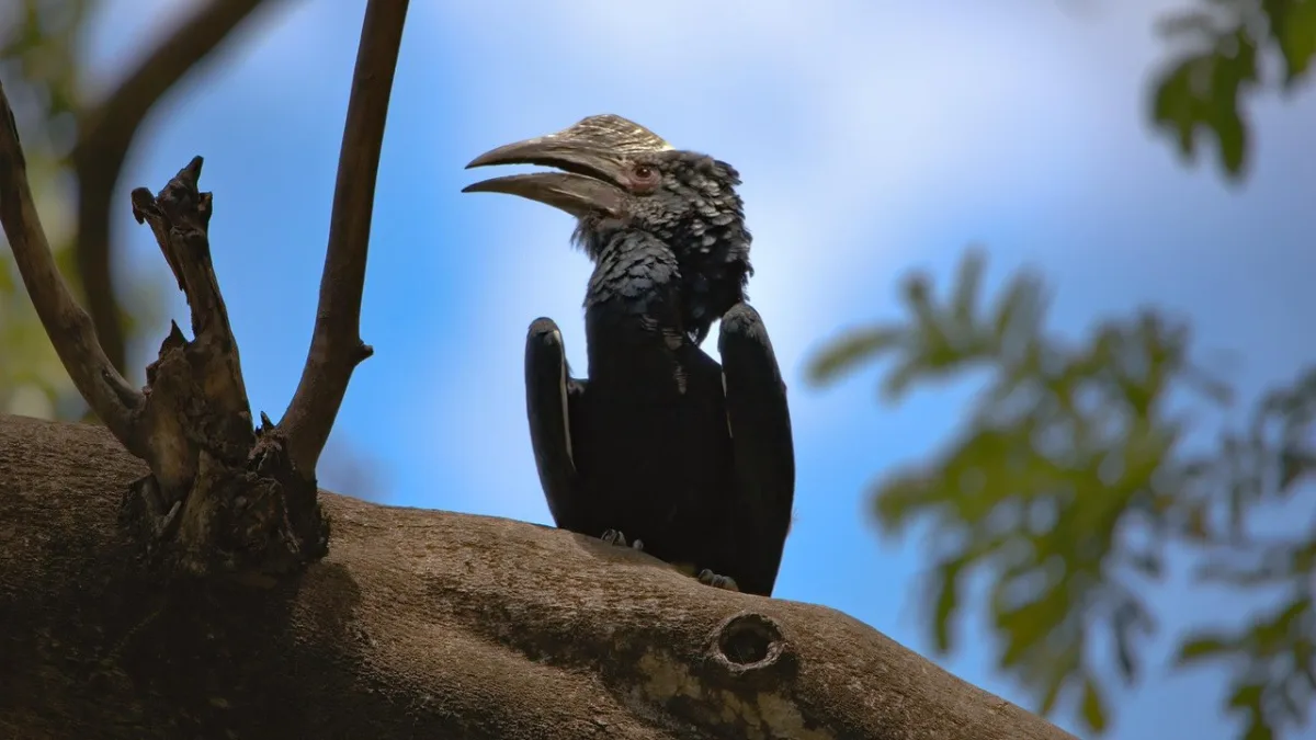 Lac Manyara et parc national en Tanzanie : safari entre falaise et lac