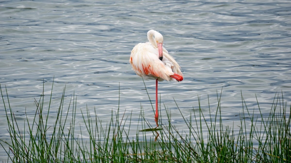 Le lac Natron en Tanzanie