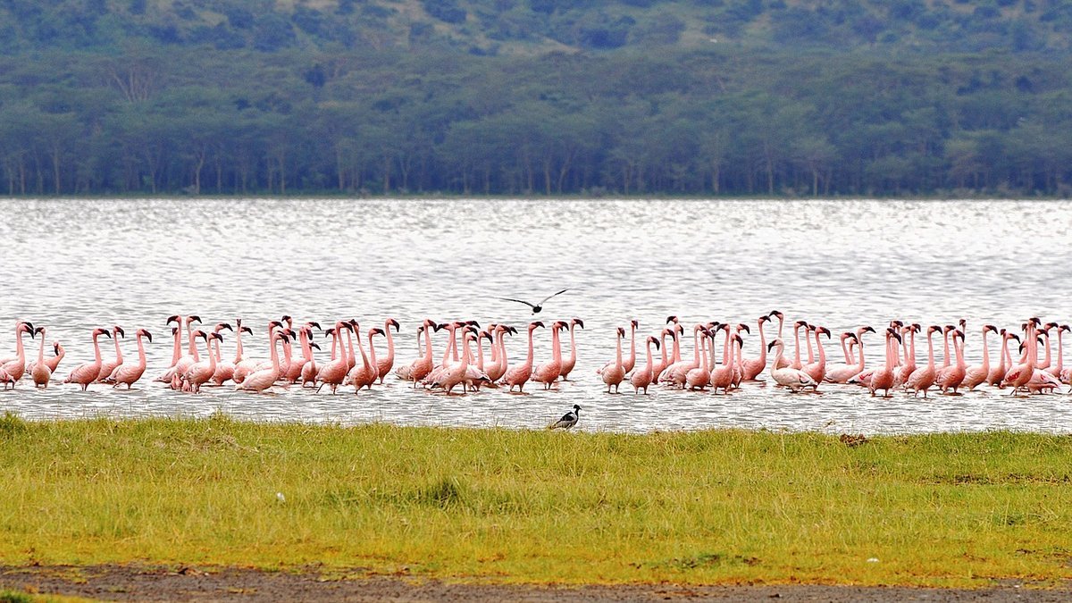 Le lac Nakuru au Kenya