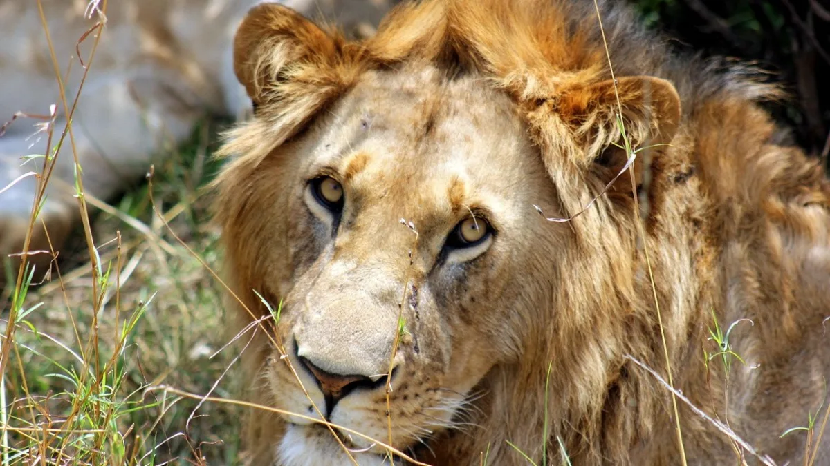 Comment aller au Masai Mara depuis Nairobi : guide complet 2026