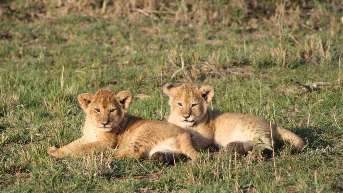 Prix du Masai Mara : budget complet pour votre safari
