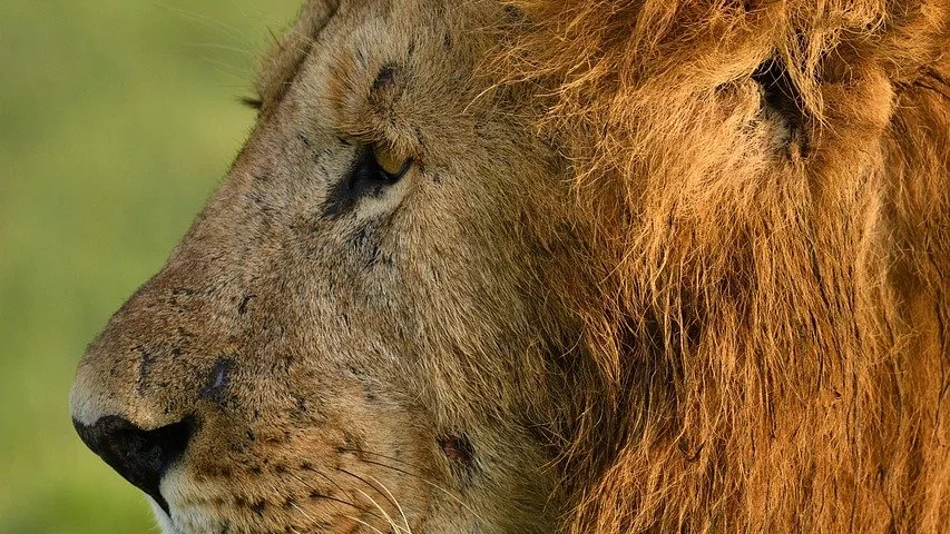 Quand partir au Masai Mara : meilleure saison pour votre safari