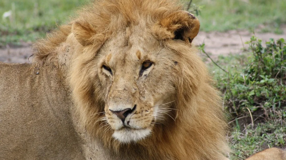 Montgolfière au Masai Mara : vol détaillé minute par minute