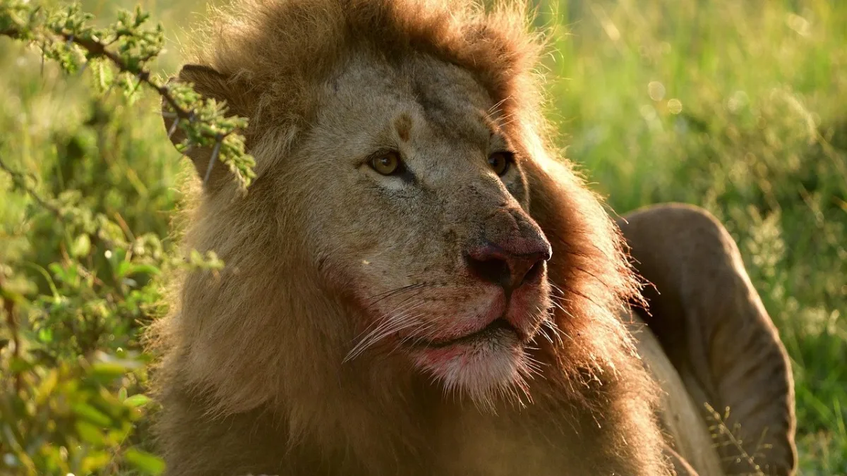 Safari au Masai Mara : guide complet pour une expérience inoubliable
