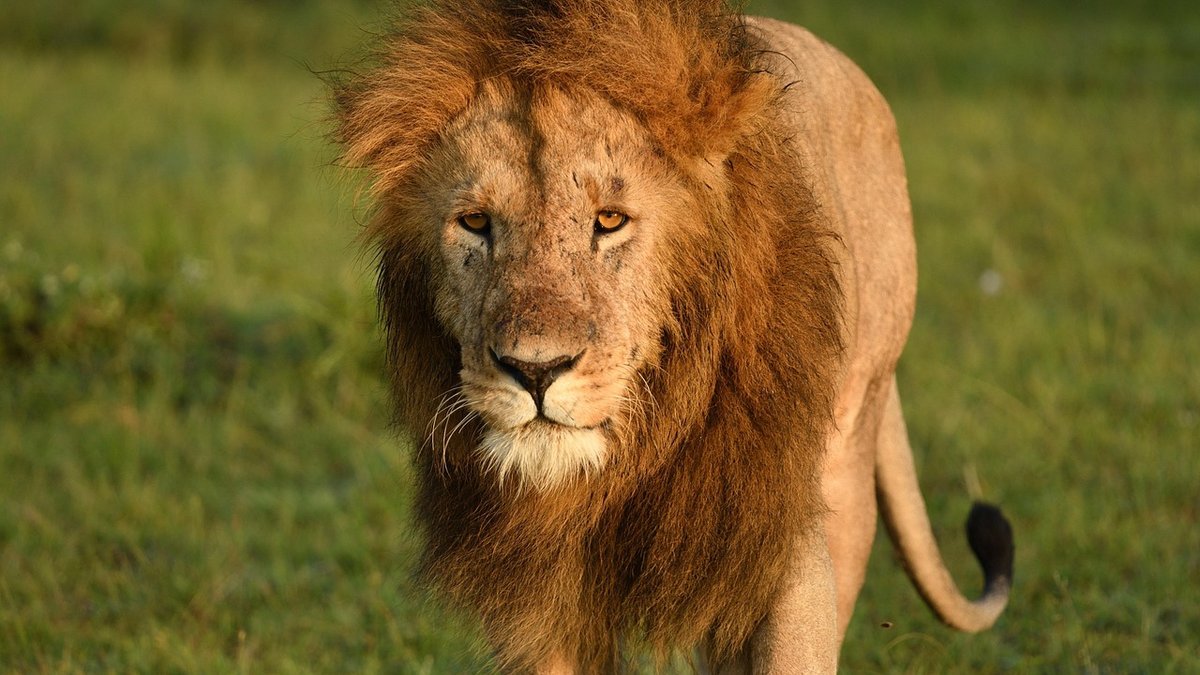 Le Masai Mara au Kenya