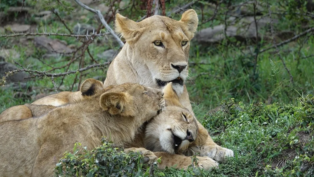 Le lion au Kenya : roi de la savane