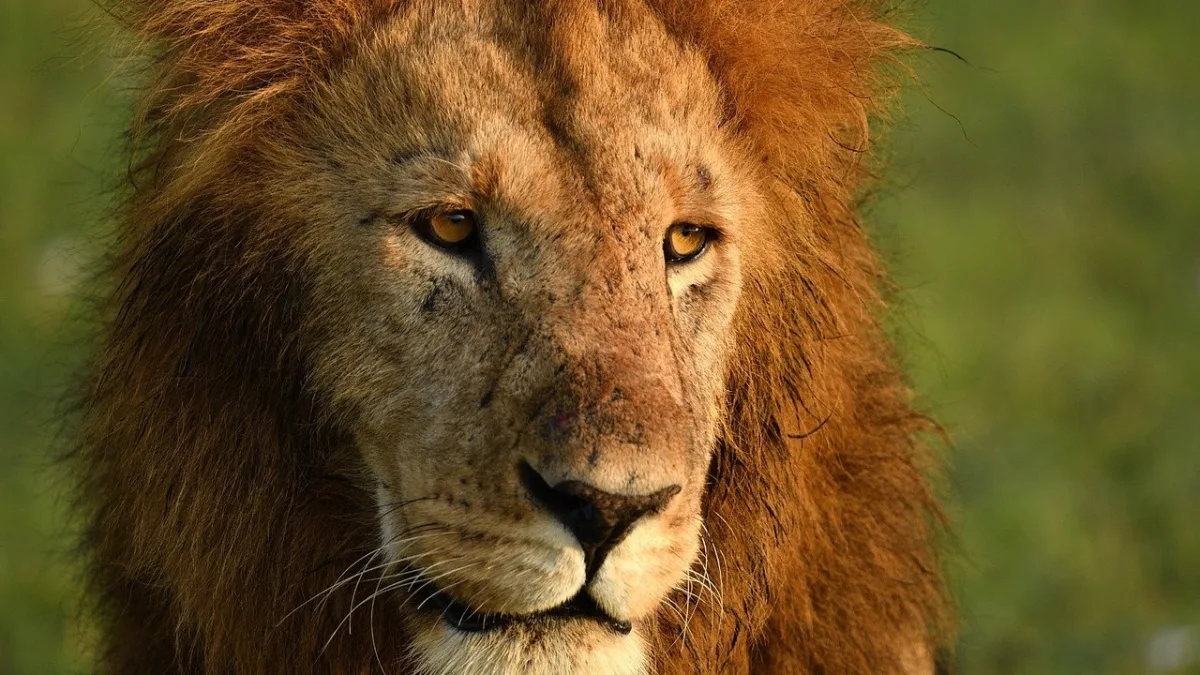 Safari en montgolfière au Kenya : survoler le Masai Mara