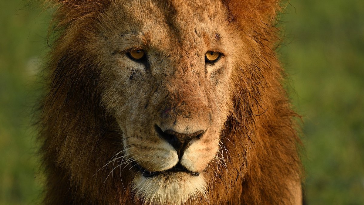 Le Masai Mara en Tanzanie
