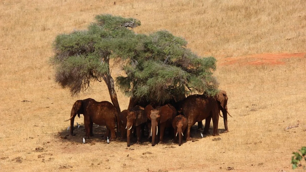 Safari à Tsavo : guide pratique pour organiser votre séjour