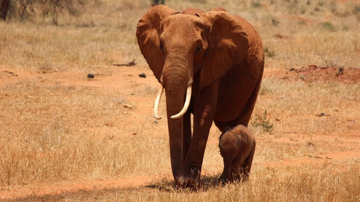 Comment aller à Tsavo : route, train SGR et vol charter