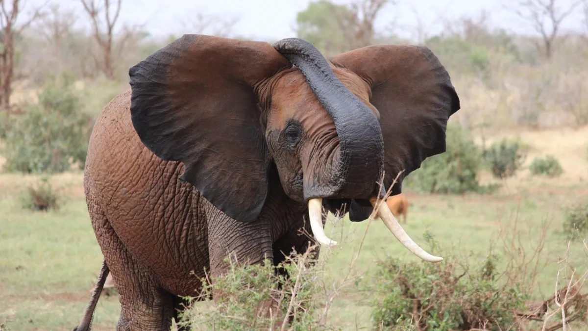 Tsavo Ouest : paysages volcaniques et eaux cristallines