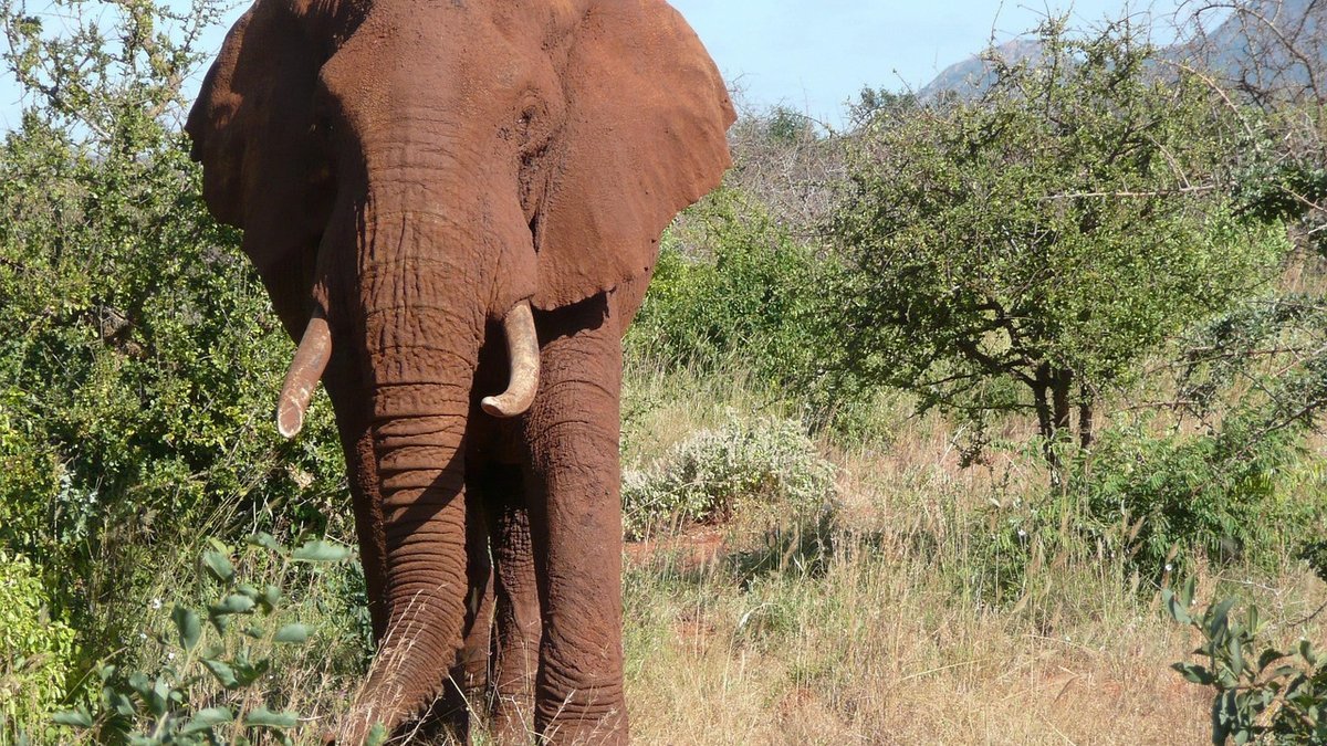 Le parc de Tsavo au Kenya