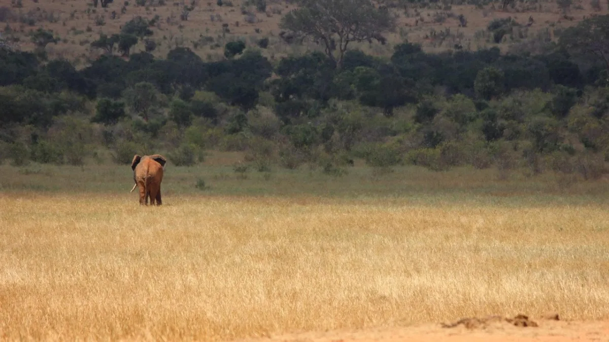 Tsavo Est : guide complet du parc national kenyan