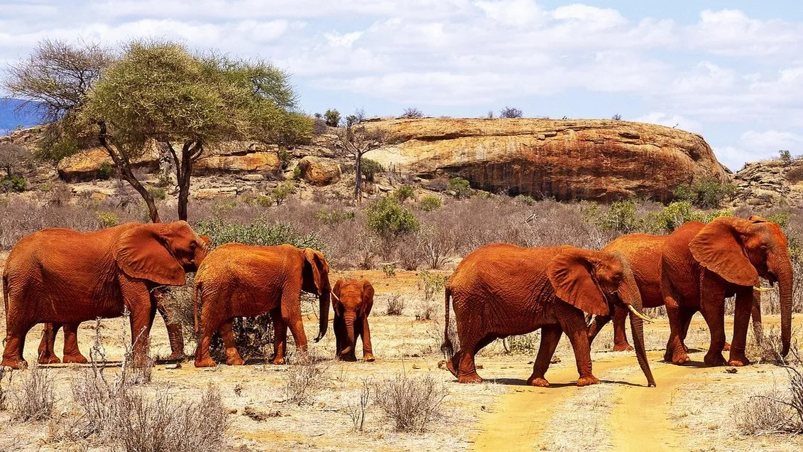 Prix Tsavo 2026 : droits d'entrée KWS, tarifs et budget safari