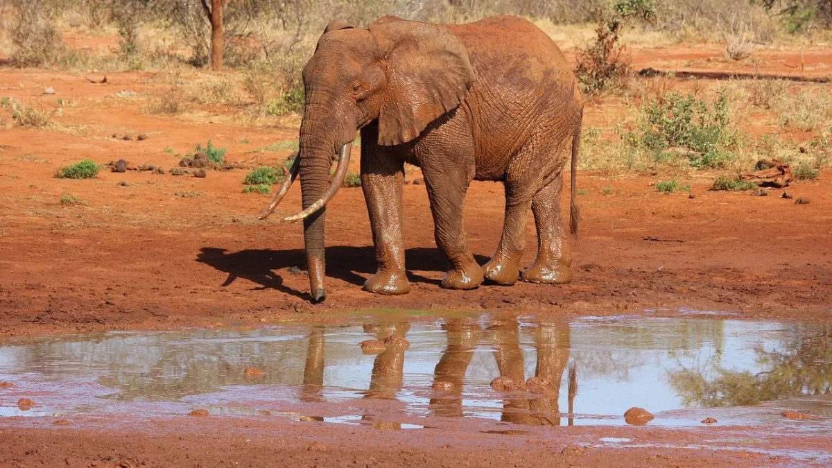 Sources de Mzima : eaux cristallines au cœur de Tsavo Ouest