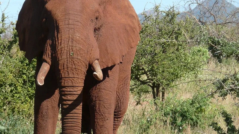 Tsavo : guide complet du plus grand parc national du Kenya