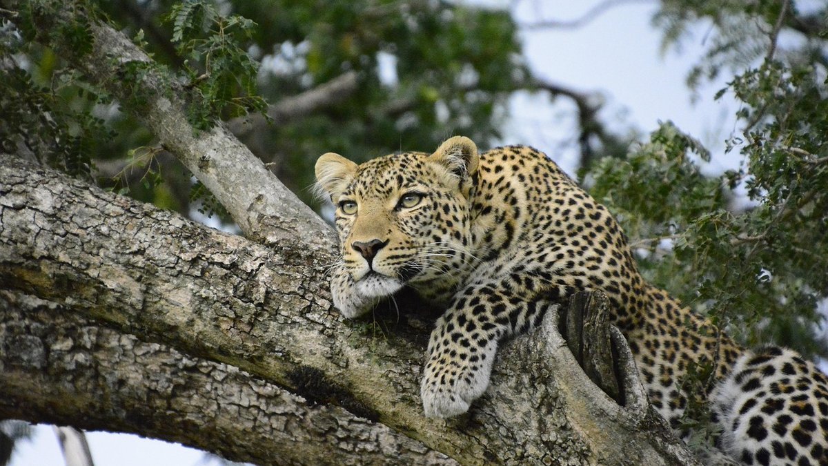 Léopard africain au Kenya