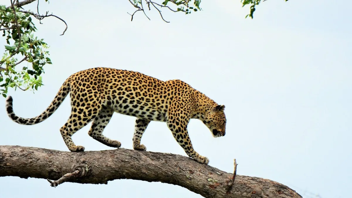 Le léopard au Kenya : le fantôme de la savane