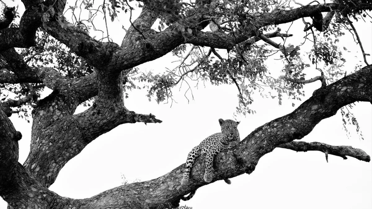 Le léopard en Tanzanie : fantôme de la savane