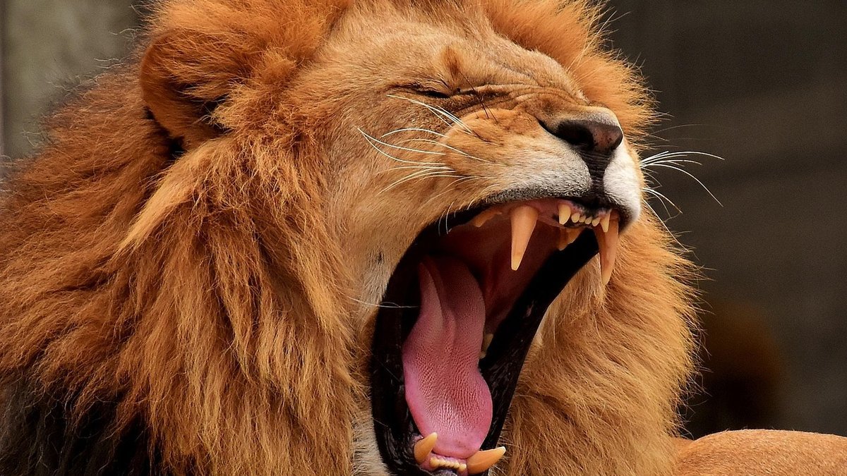 Les Big Five au Kenya