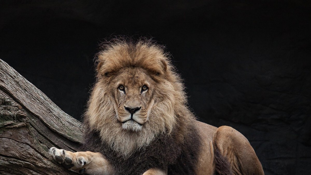 Les Big Five en Tanzanie