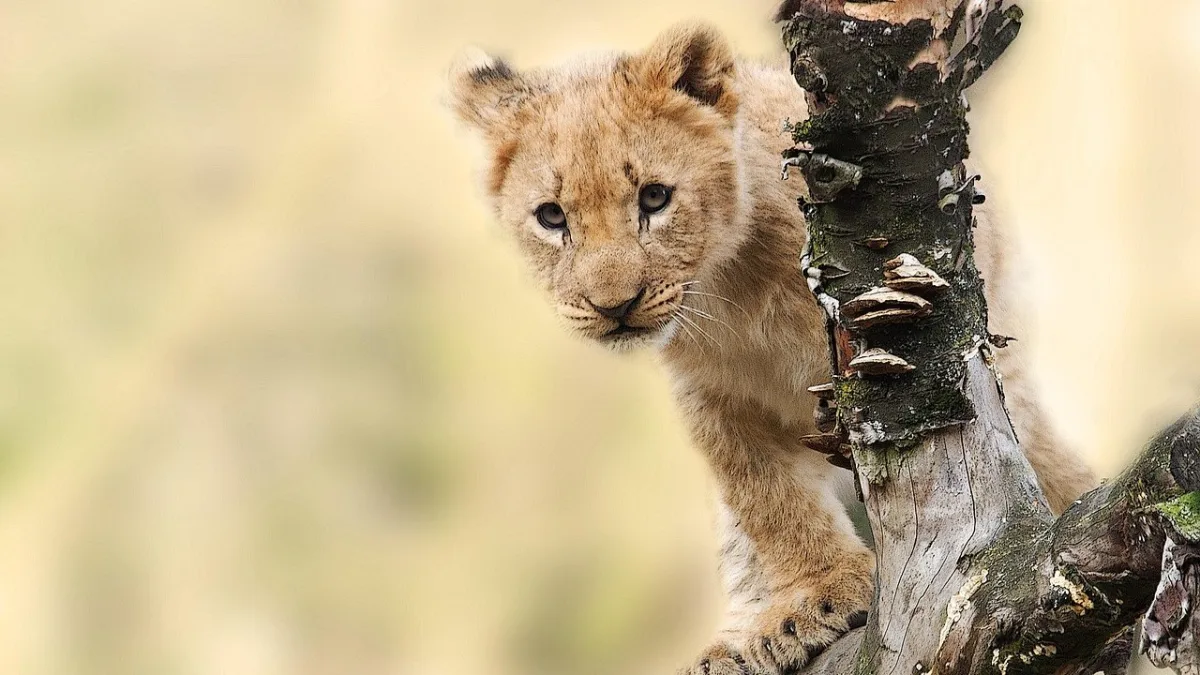 Le peuple Maasaï au Ngorongoro : quand 90 000 pasteurs vivent au milieu des Big Five