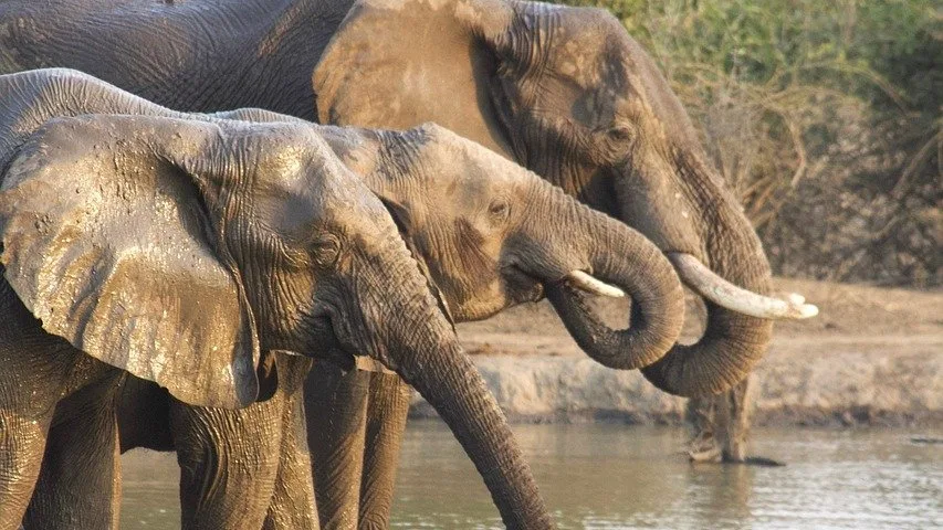 Les Big Five en Tanzanie : où les voir (guide détaillé)