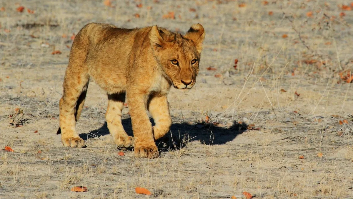 Big Five au Ngorongoro : le seul cratère au monde pour les voir en une journée