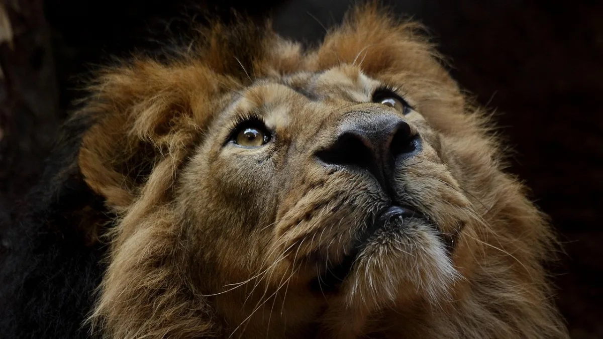 Les mammifères emblématiques de Tanzanie (au-delà des Big Five)