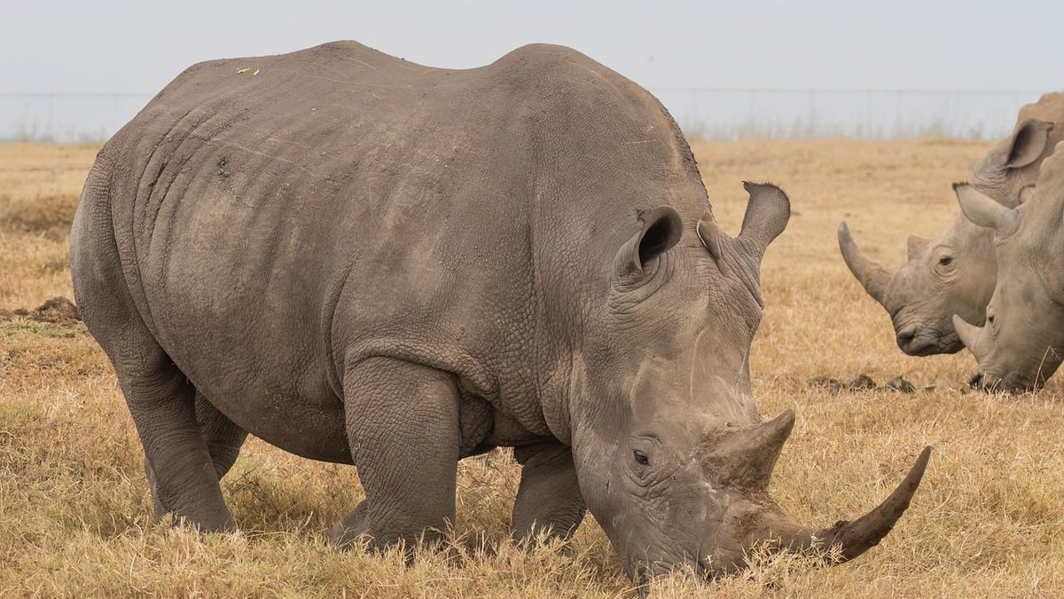 Les conservancies de Laikipia au Kenya