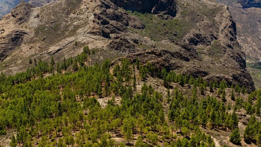 Parc national des Aberdare : forêts mystérieuses et faune de montagne