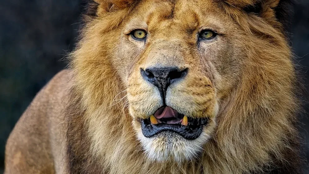 Big Five au Kenya : où observer lion, éléphant, buffle, léopard et rhinocéros