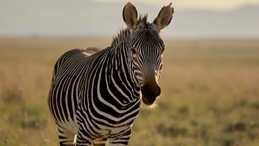 Safari au Kenya en août : le spectacle absolu de la Grande Migration