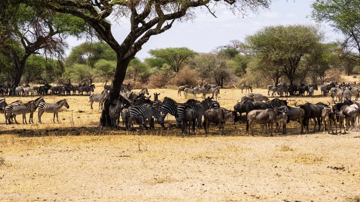 La grande migration au Masai Mara : le plus grand spectacle de la nature