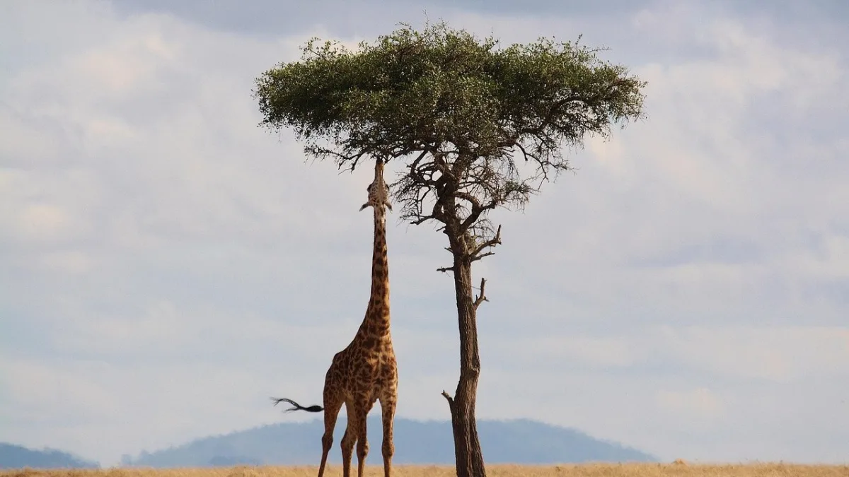 Safari au Kenya en juillet : Grande Migration et saison sèche