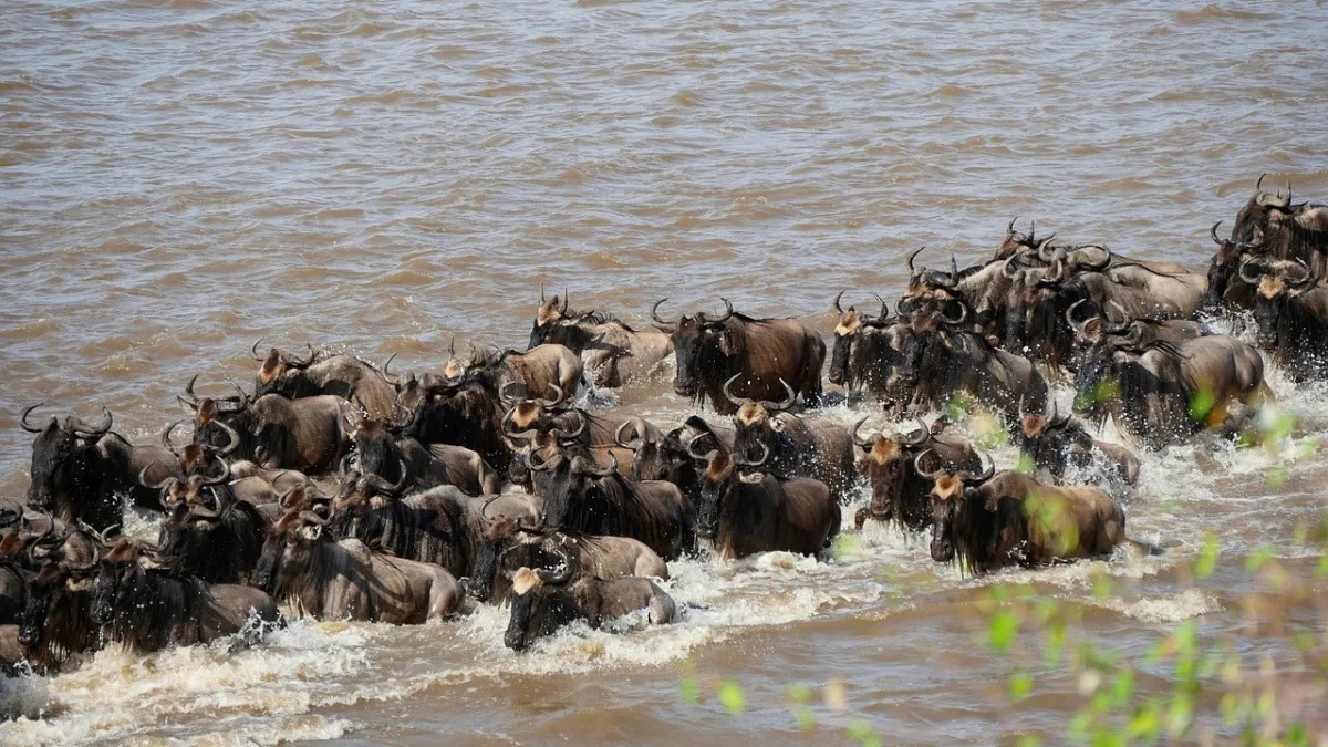 Masai Mara vs Serengeti : quel côté de la migration choisir ?