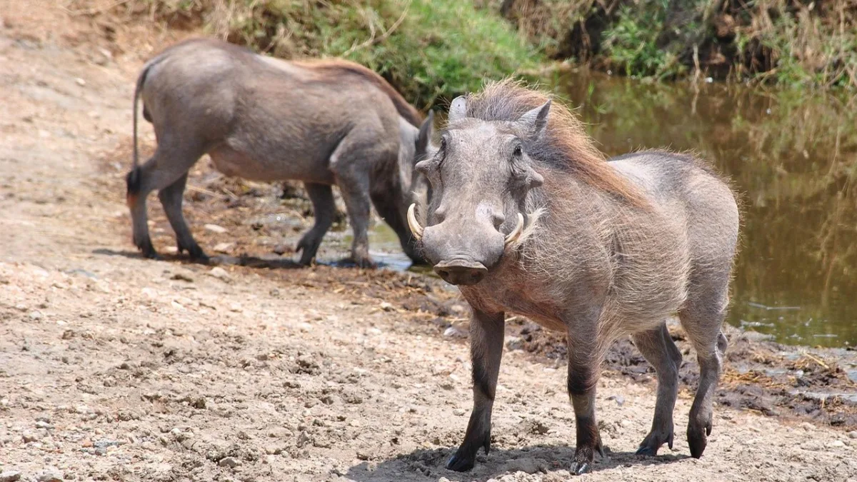 Migration au Serengeti : calendrier mois par mois