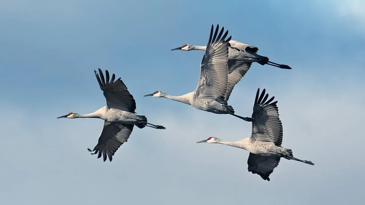 Safari en camping mobile en Tanzanie : l'aventure authentique au cœur de la migration