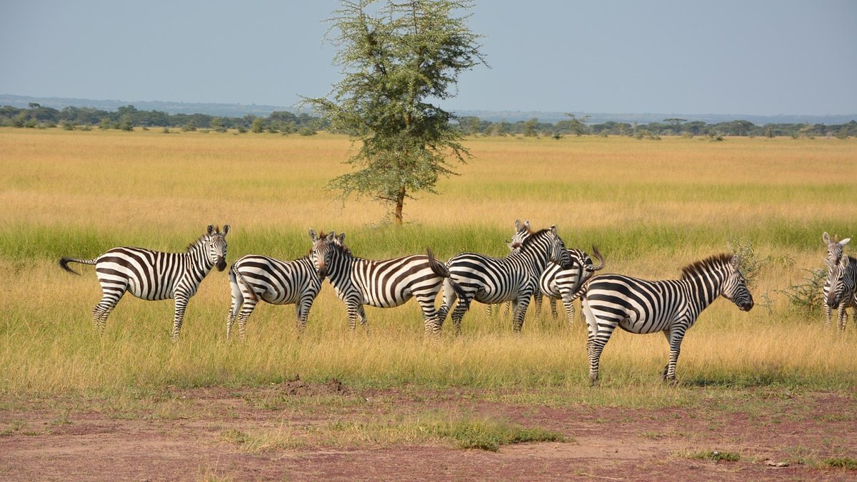 Migration des gnous en Tanzanie