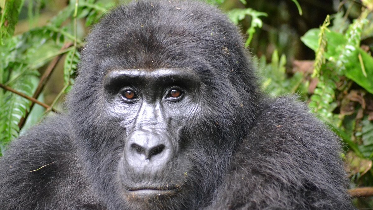 Montagnes de Tanzanie
