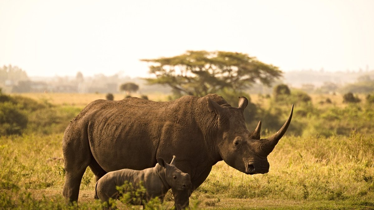 Nairobi au Kenya