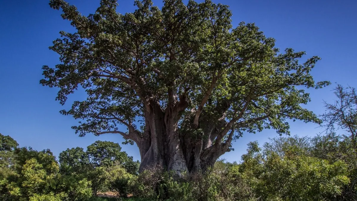 Tarangire en saison sèche : le meilleur moment pour un safari inoubliable