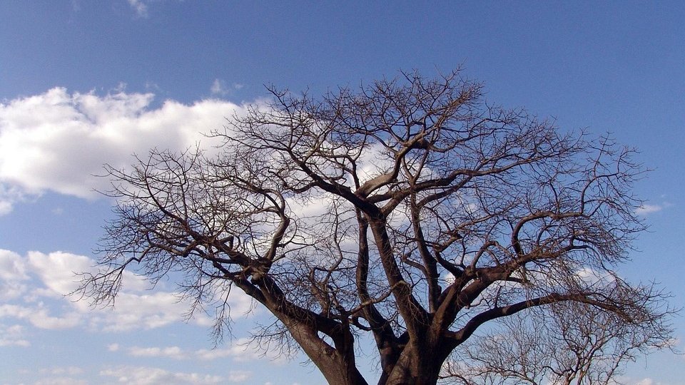 Parc de Tarangire en Tanzanie