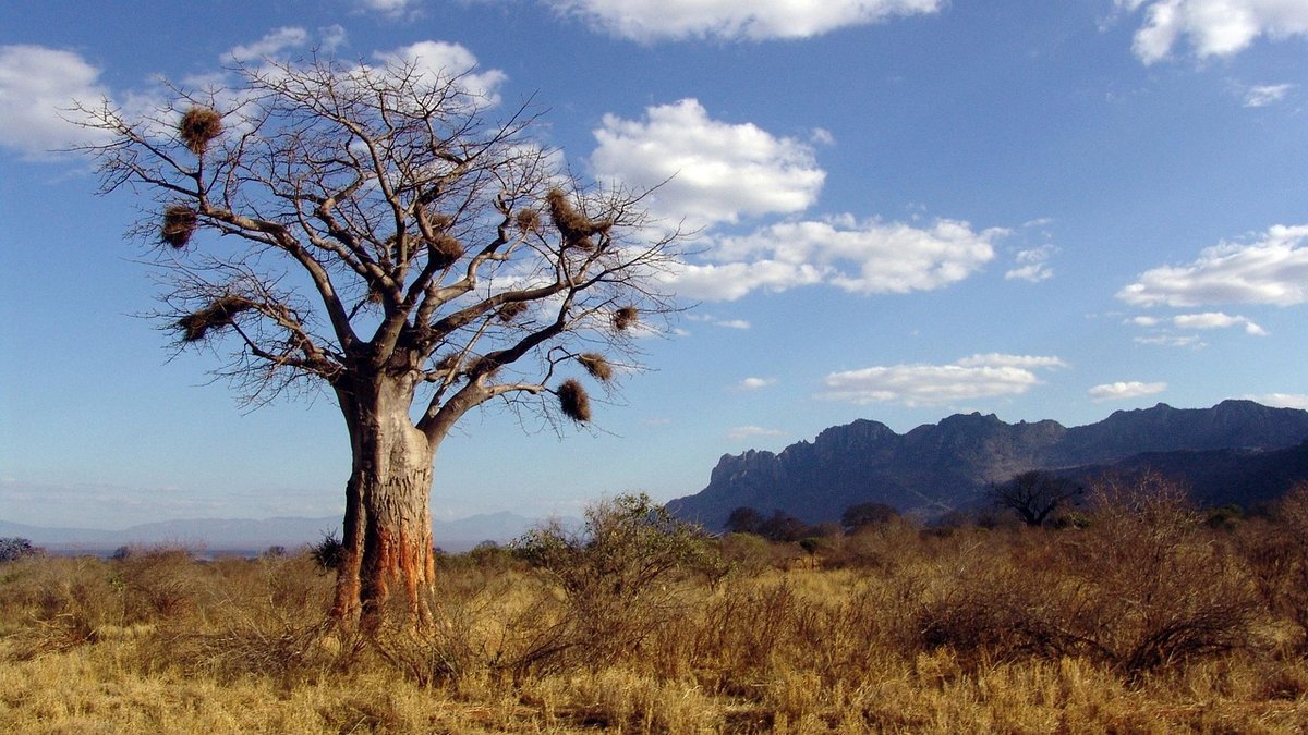 Parc de Tarangire en Tanzanie