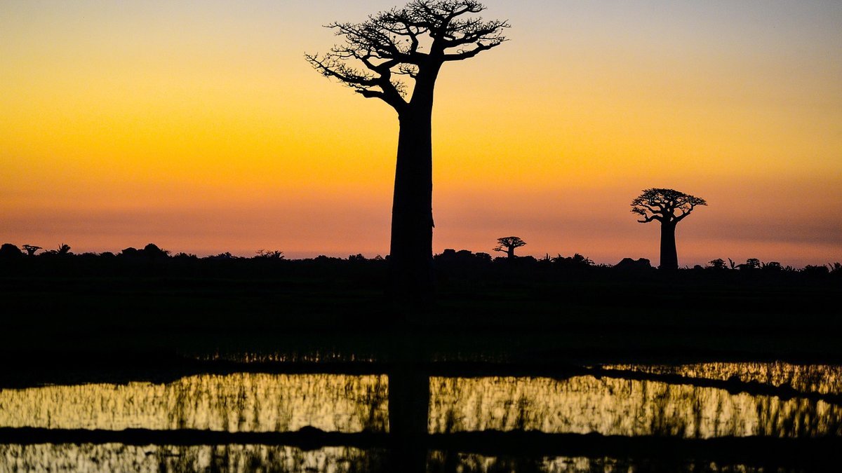 Parc de Tarangire en Tanzanie